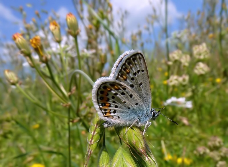 Lycaeides abetonicus?